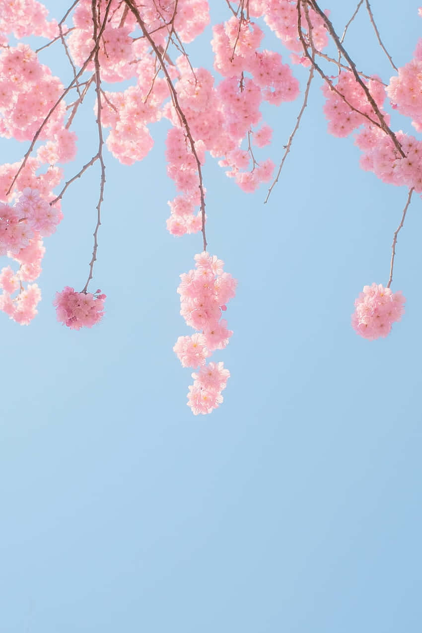 Pink Cherry Blossom Wallpaper