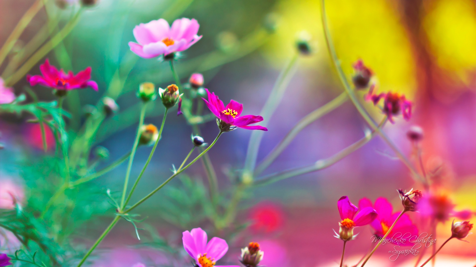 May Flowers Wallpaper HD Desktop (66+ images)