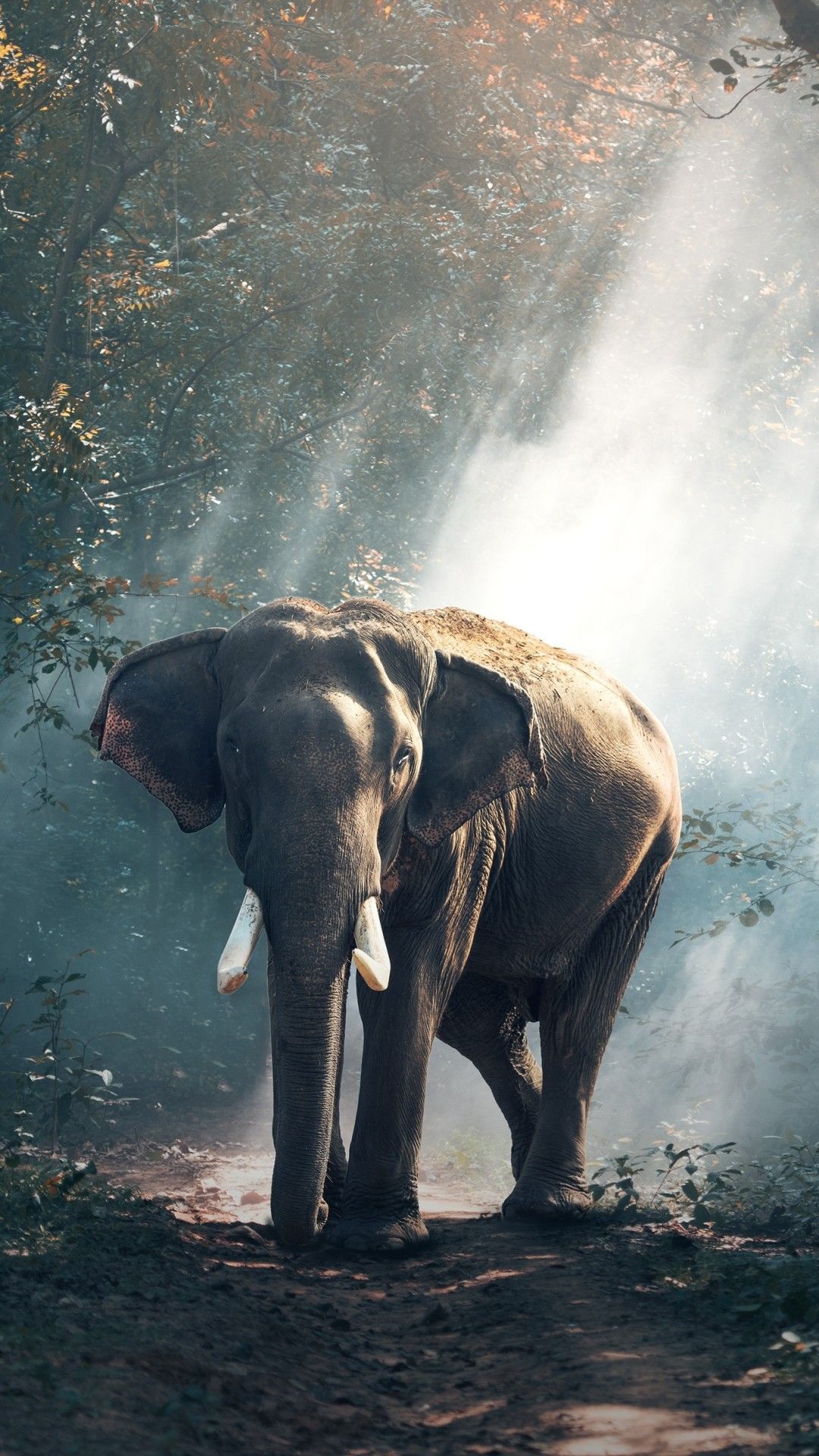 Elephant Wallpaper On
