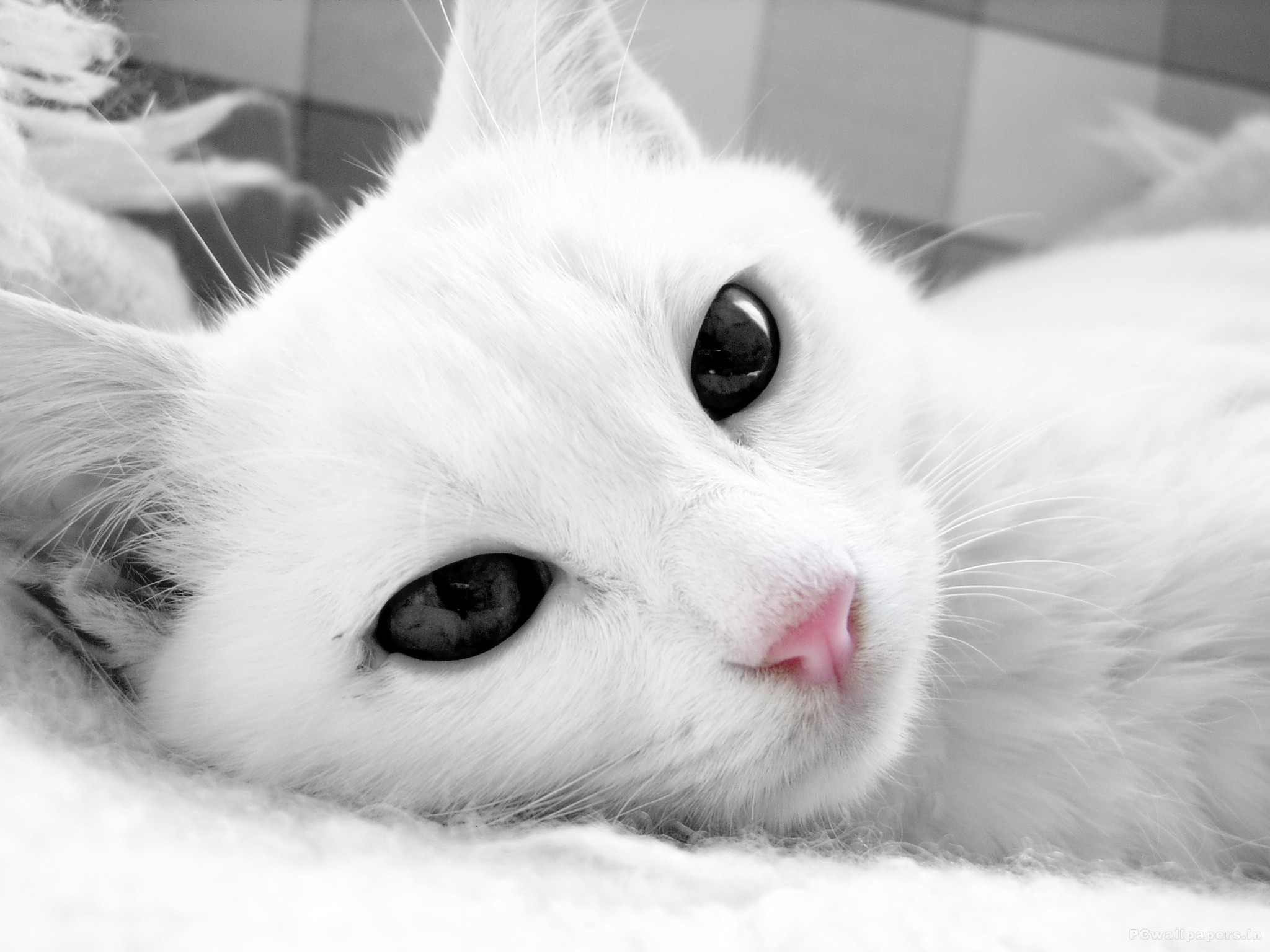 White Cat With Dark Eyes Close Up Wallpaper And Image