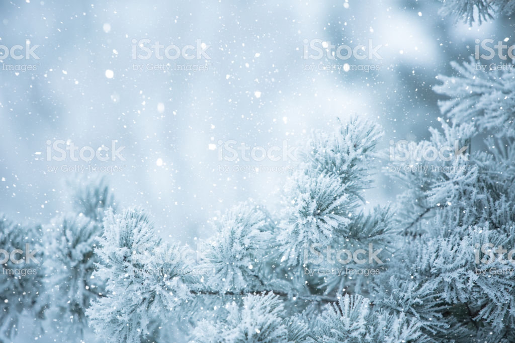Winter Scene Background Frosted Pine Branches Stock Photo
