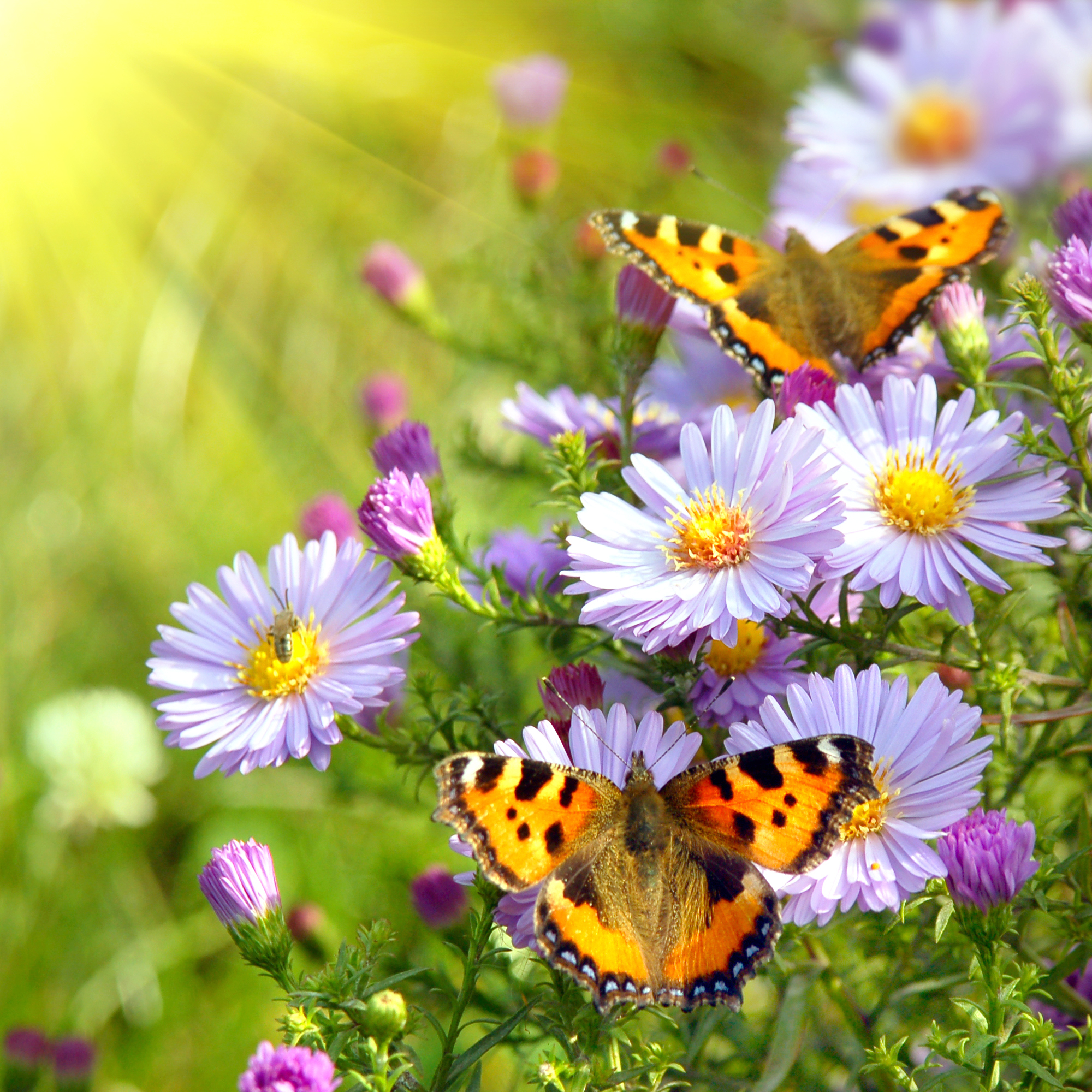 Spring Butterfly Wallpaper HD Background