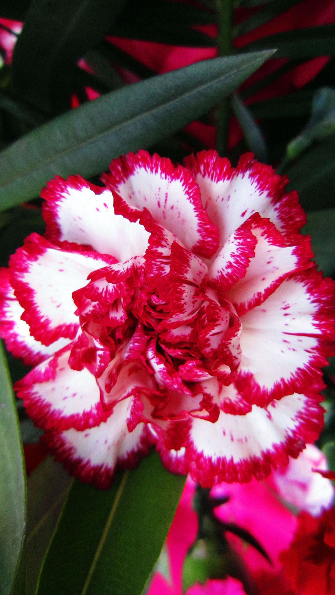 Red Carnations iPhone Plus Wallpaper HD