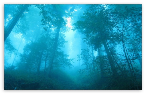 Foggy Forest HD Wallpaper For Standard Fullscreen Uxga Xga