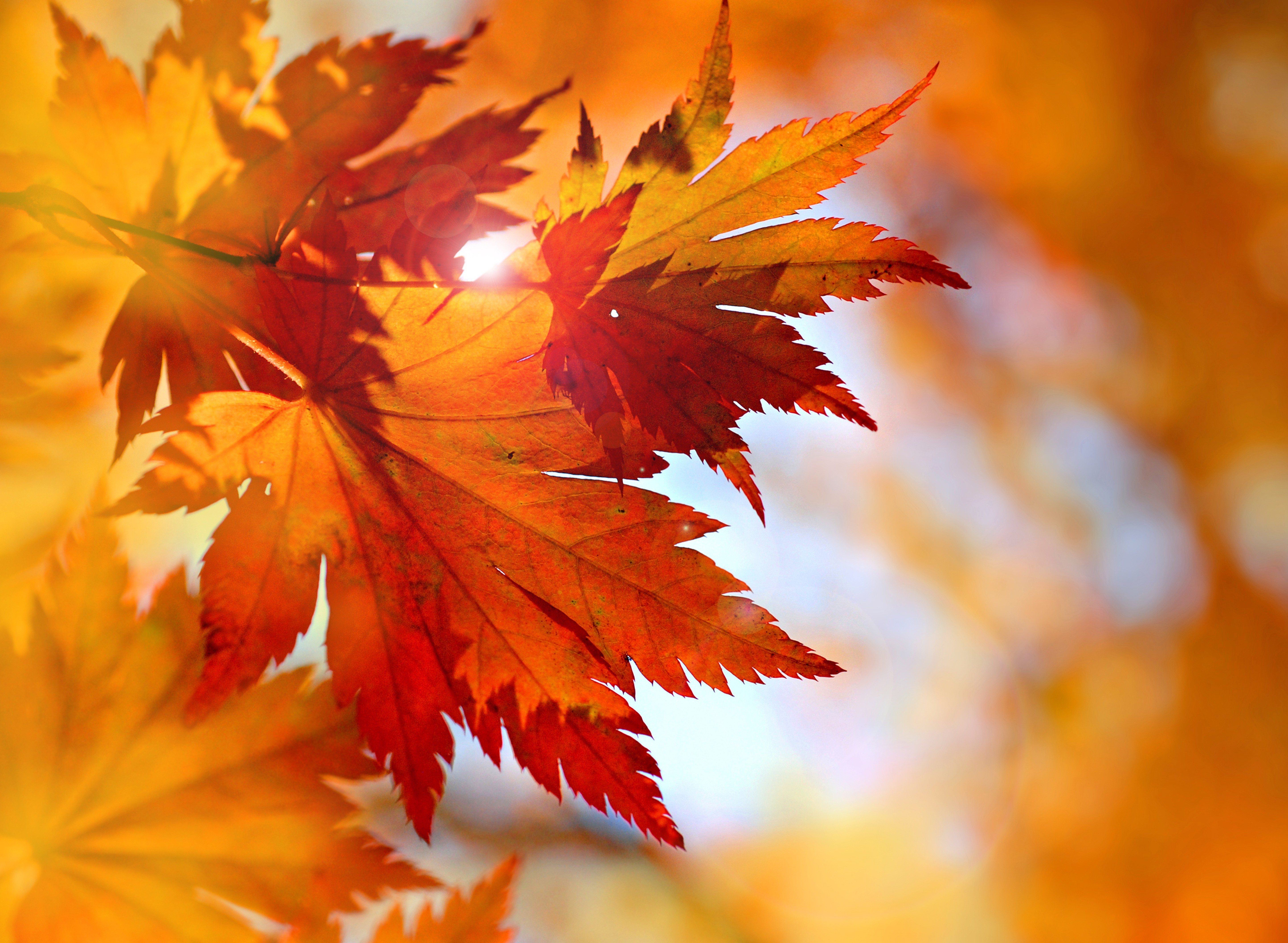 Maple Leaves Autumn Wallpaper