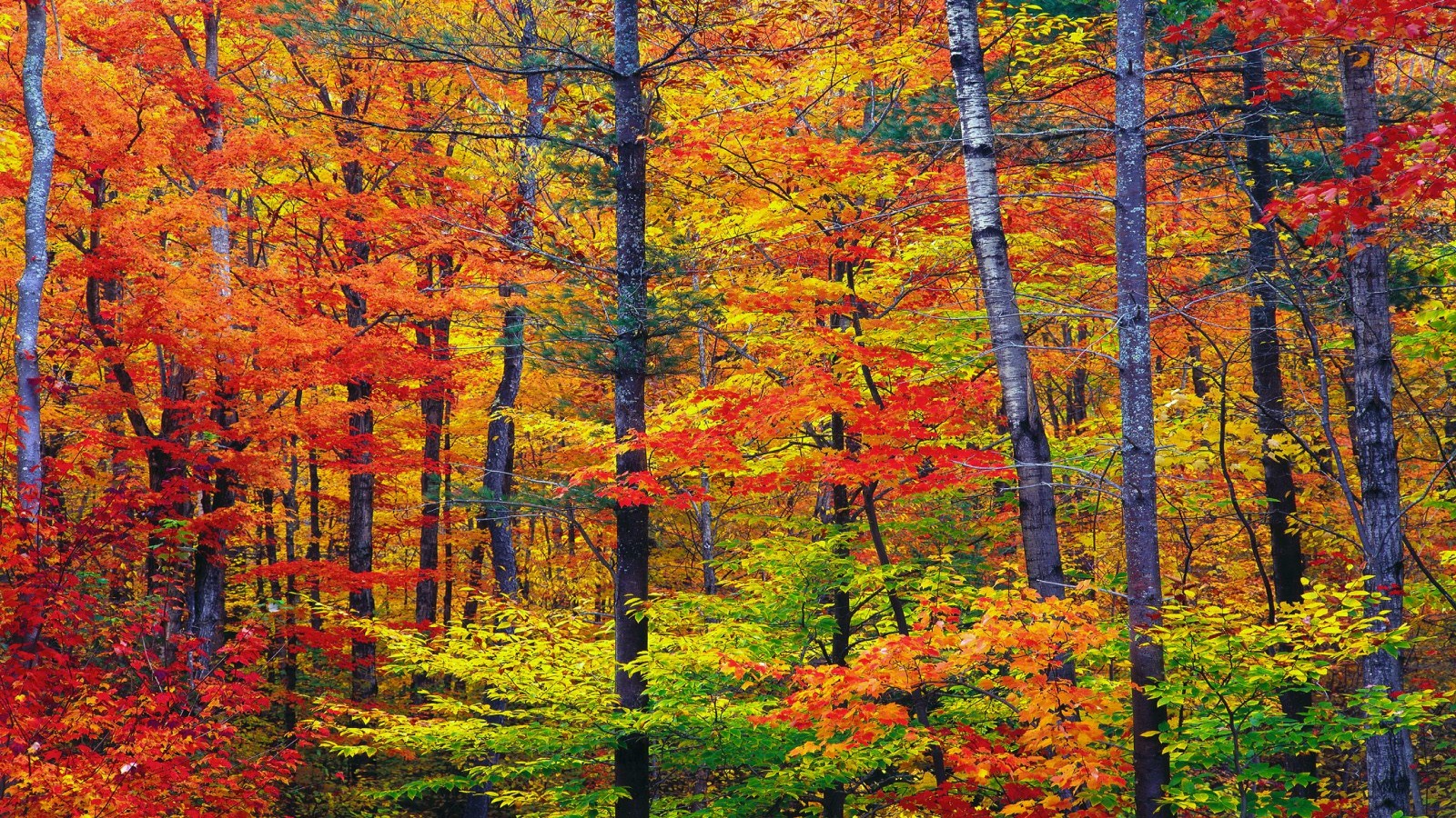 vibrant autumn colors wallpaper autumn nature wallpaper 1600 900 1600x900