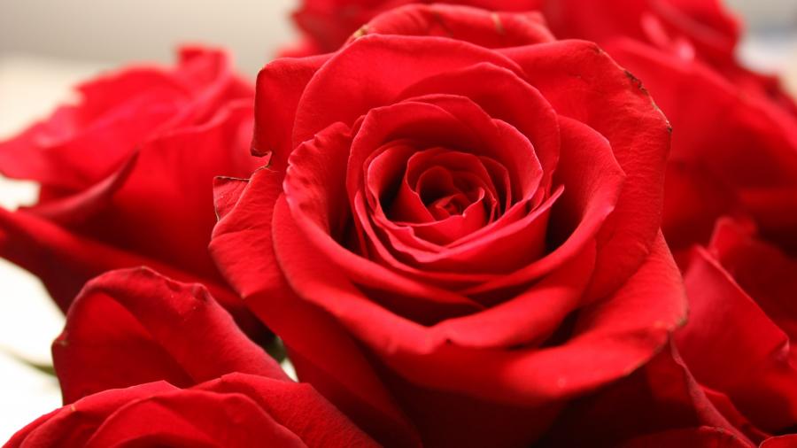 Red Rose Close Up Flowers 4k Wallpaper