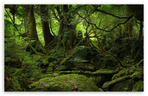 Rainforest HD Desktop Wallpaper High Definition Fullscreen