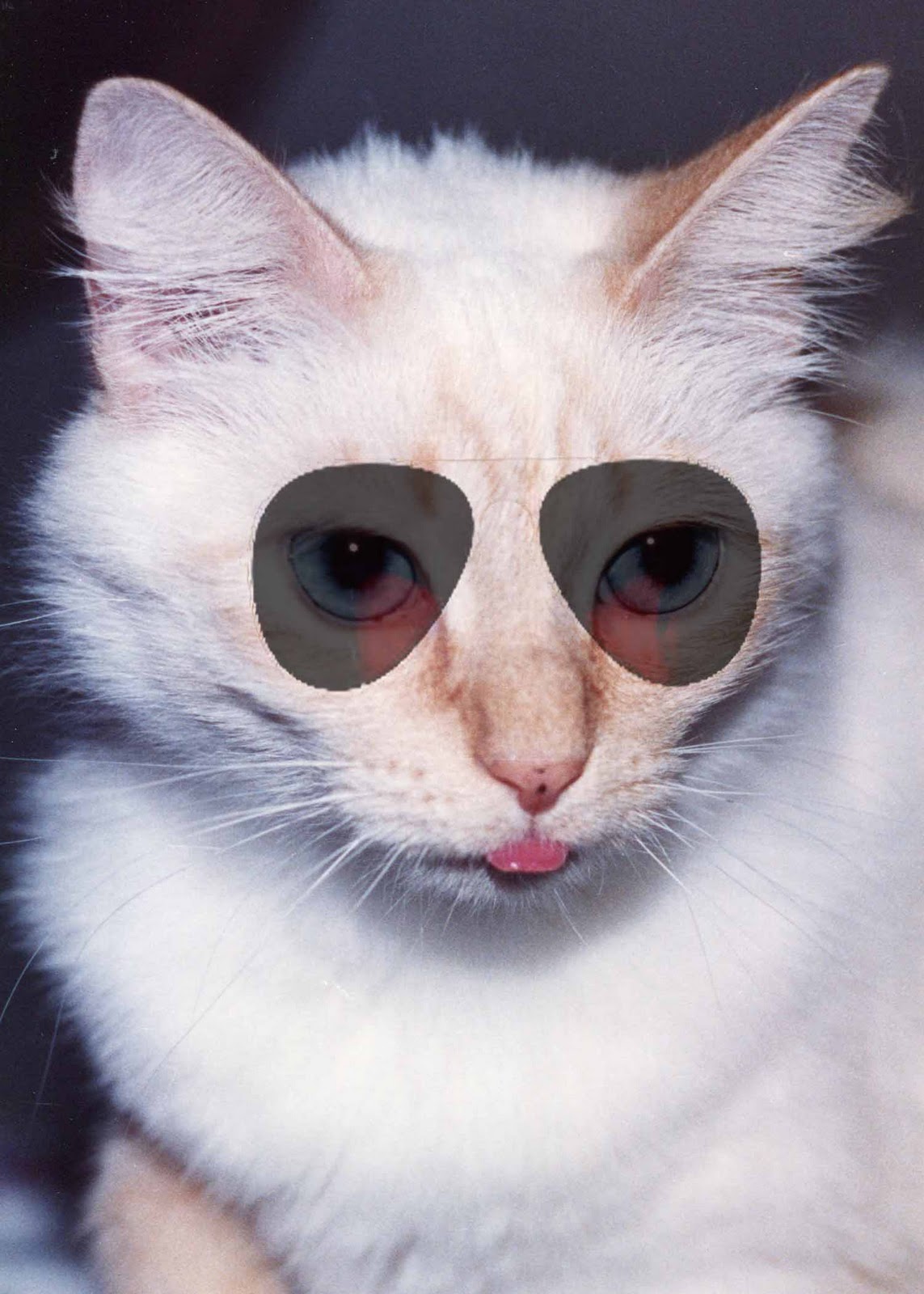Cat Wearing Sunglasses Wallpaper