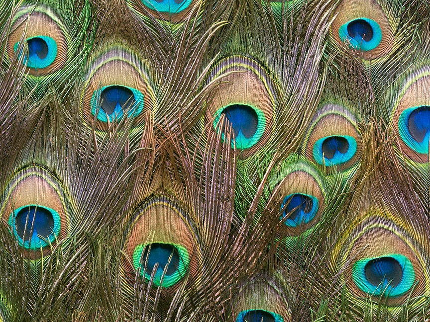 Peacock Feather Wallpaper Designs Real Feathers