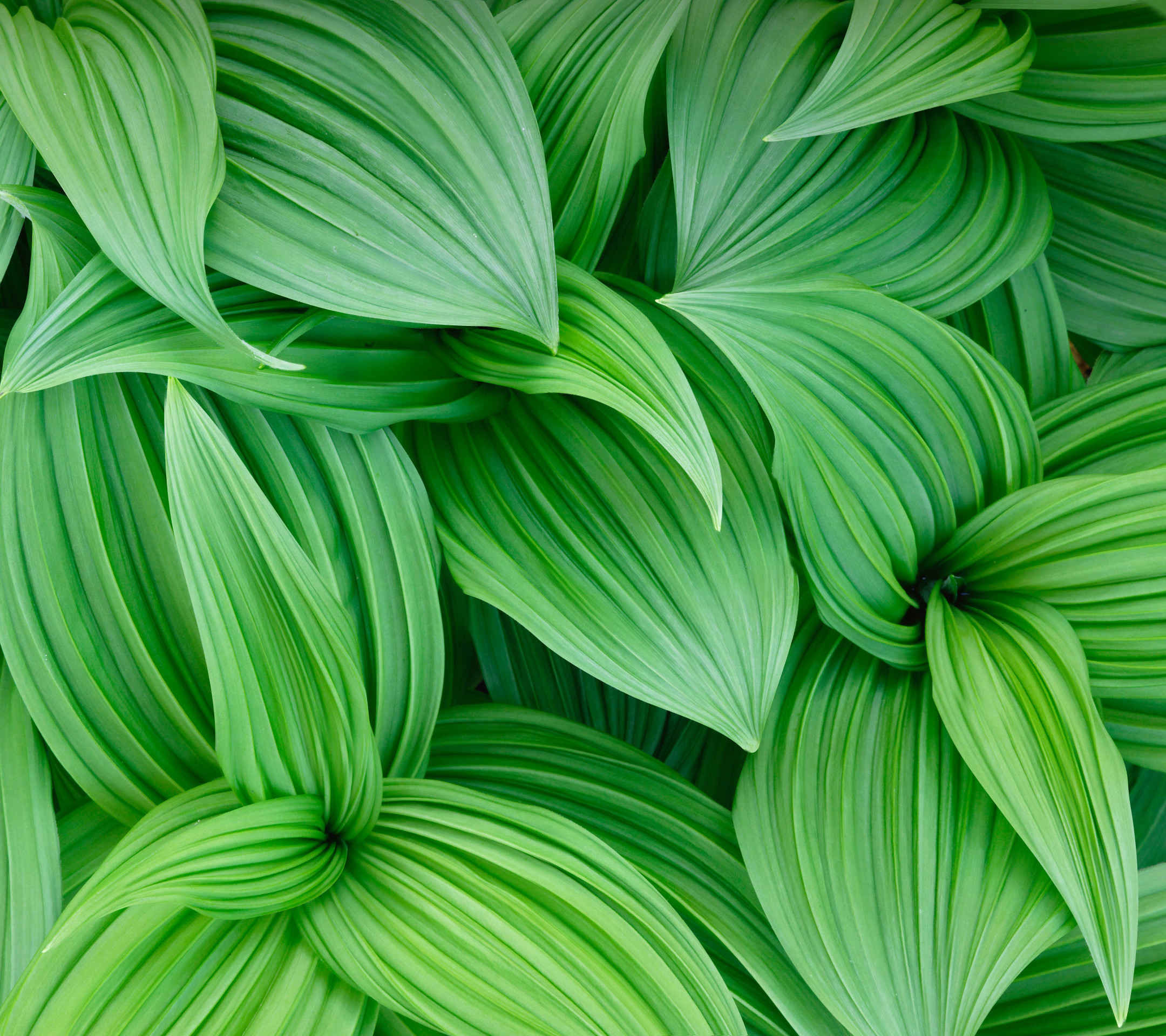 Wallpaper For Green Leaf At Oliver Howell