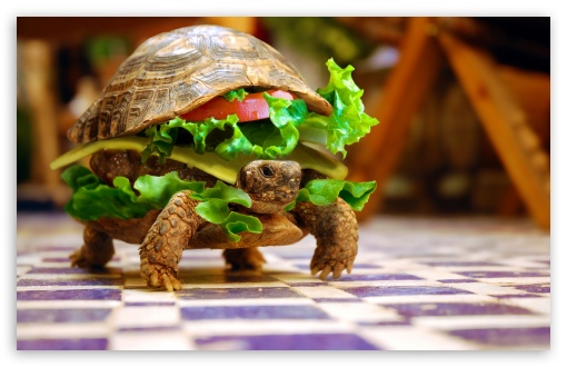 Turtle Burger Wallpaper Top HD Desktop Background