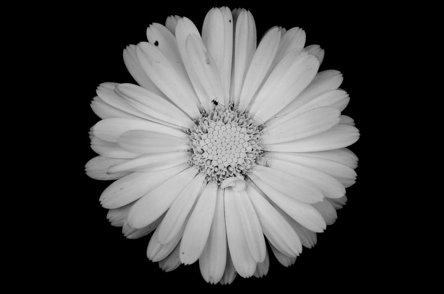 Black And White Flowers Posters Allposters