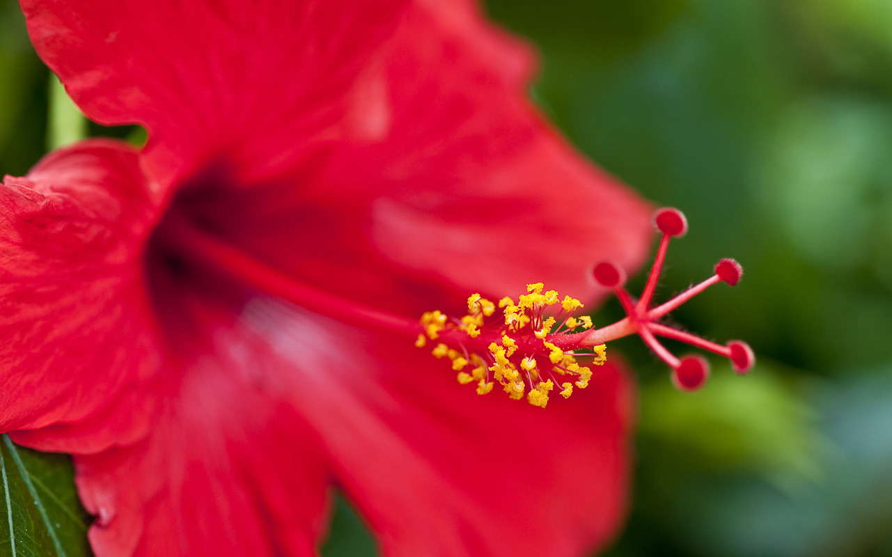 10 Excellent hawaiian flower desktop wallpaper You Can Get It free ...