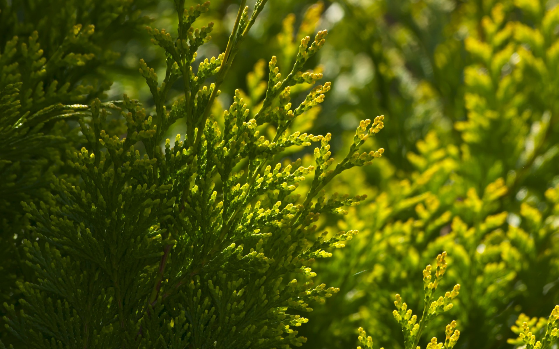 Cypress Wallpaper Plants Nature In Jpg Format For