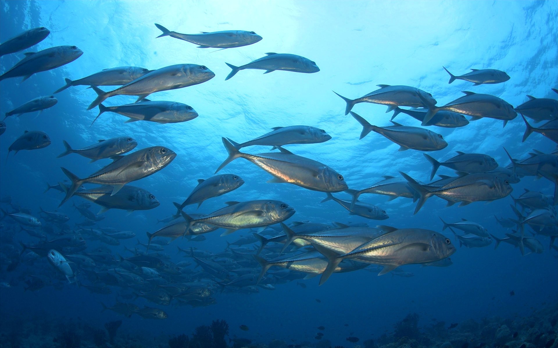 Cool Image Fish Sea Underwater Background Nature