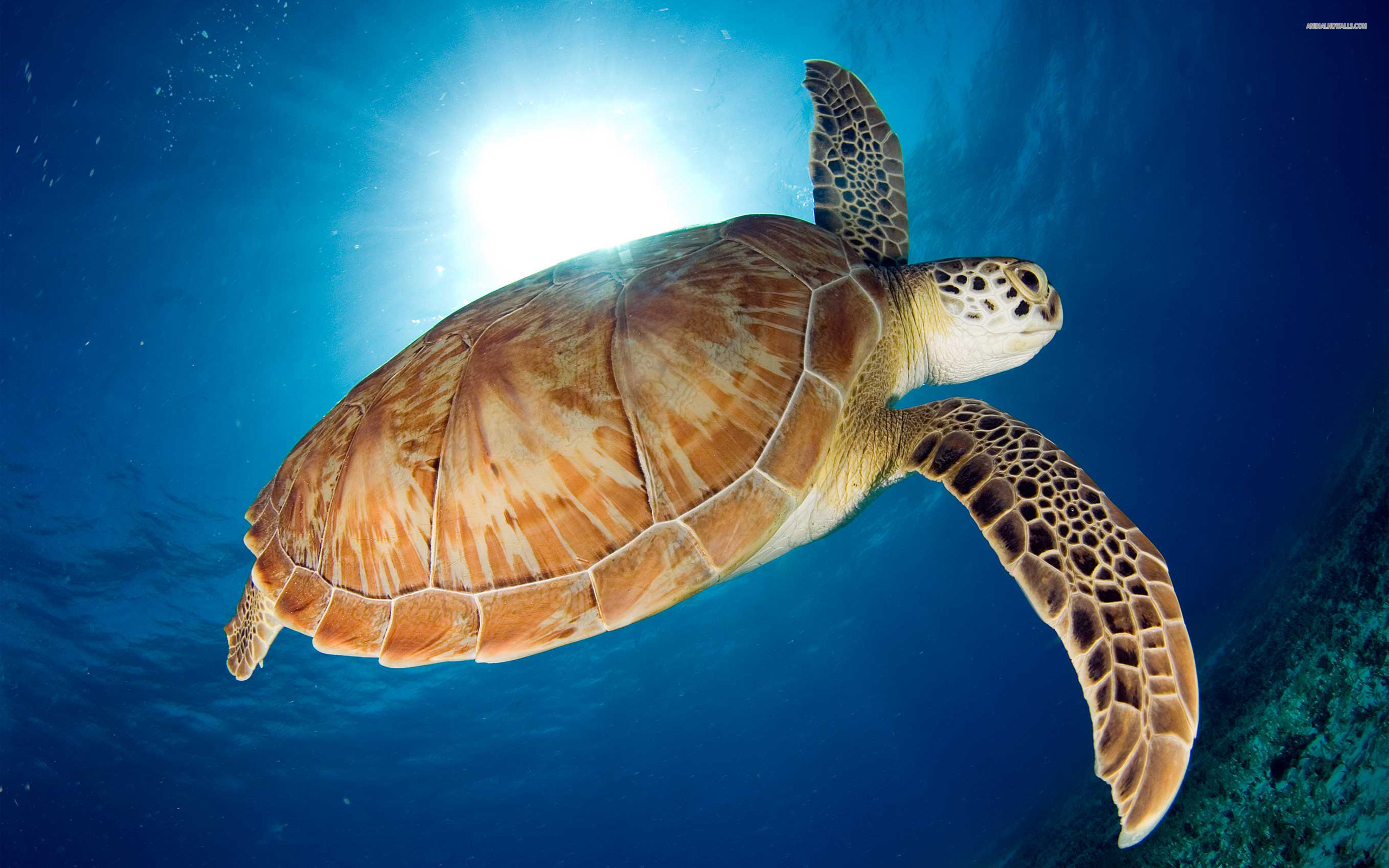 Sea Turtle Wallpaper Animal Bwalles Gallery