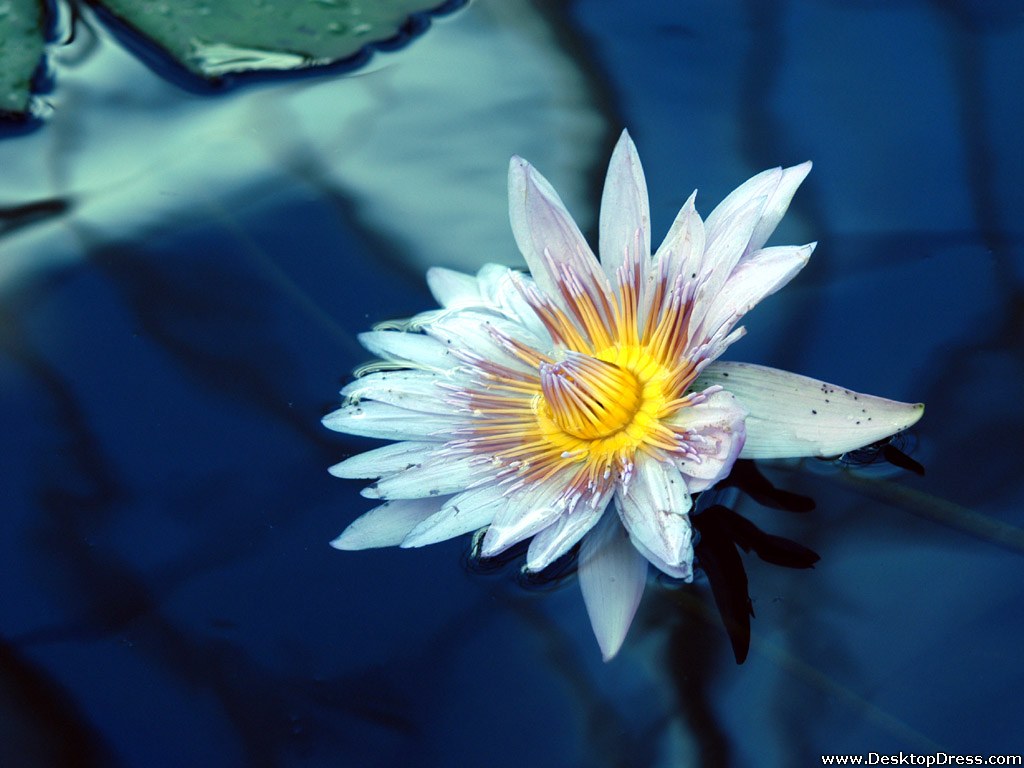 Desktop Wallpapers Flowers Backgrounds Beautiful Water Lily