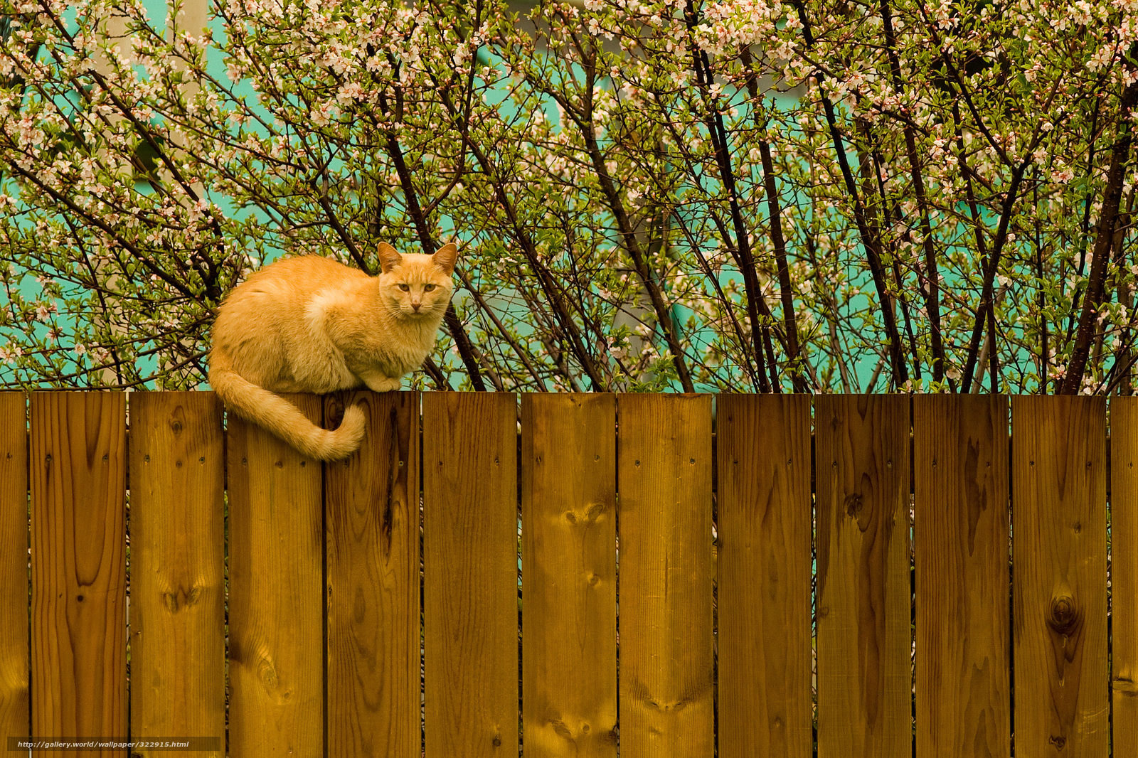 Wallpaper Kote Cat Red Spring Desktop In