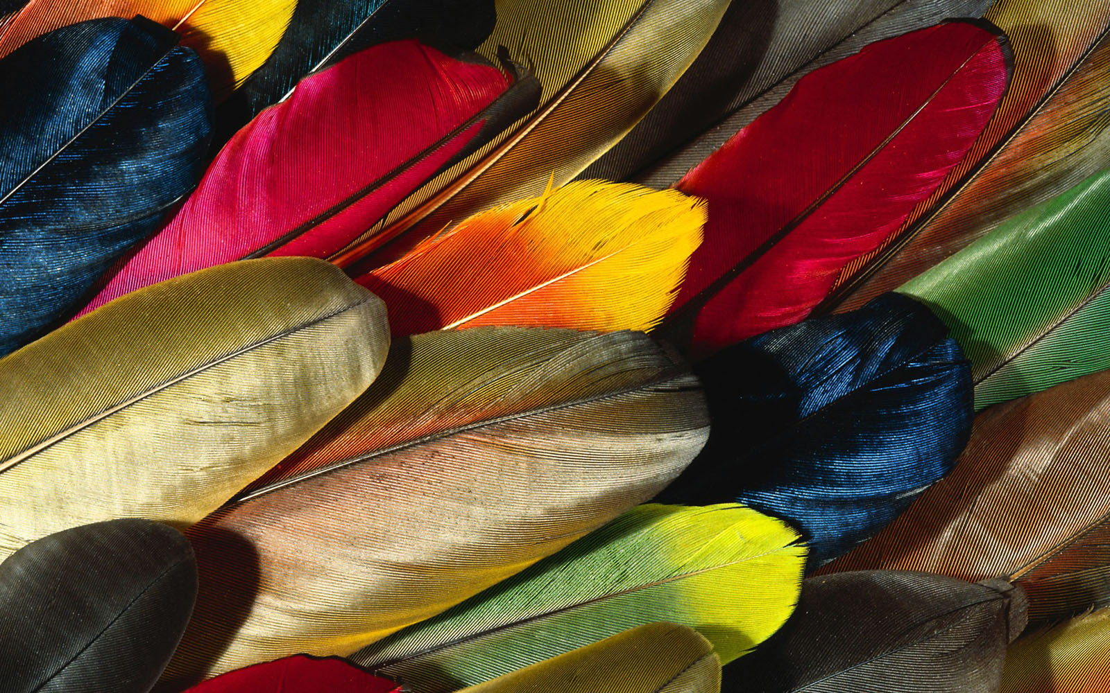 Wallpaper Feathers