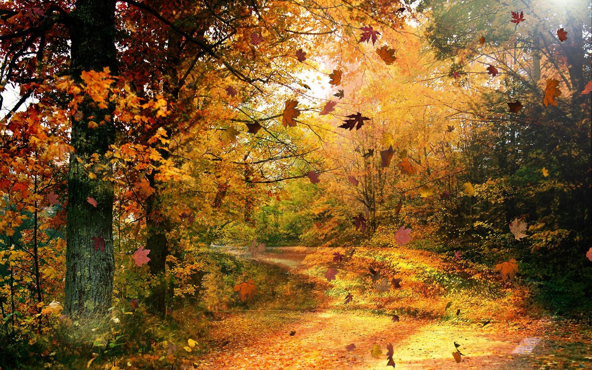 Beautiful Autumn Season Fallen Leaves HD Wallpaper Widescreen