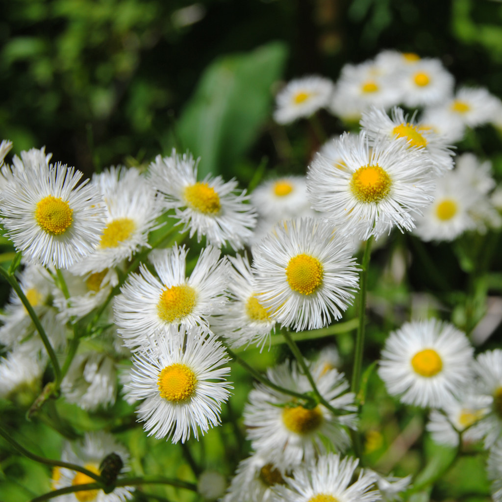 Wallpaper Of Flowers Flower