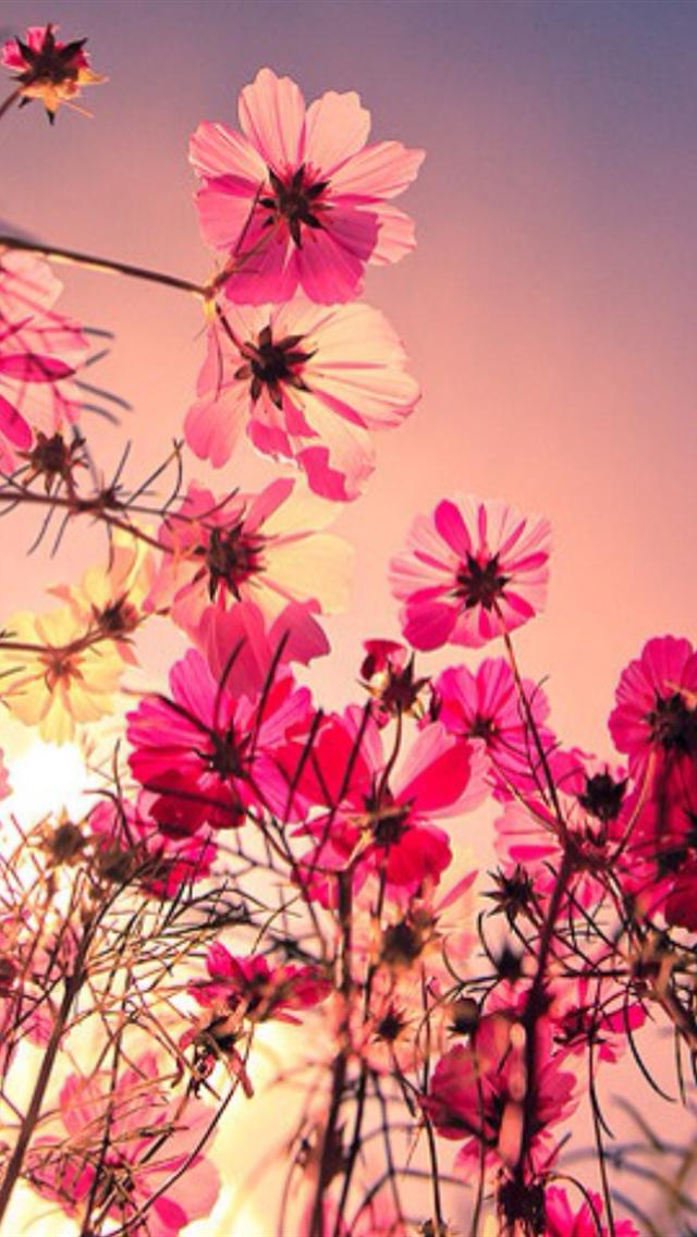 50 Flower Wallpaper Iphone On Wallpapersafari - Beautiful Pink Flower Wallpaper For Iphone