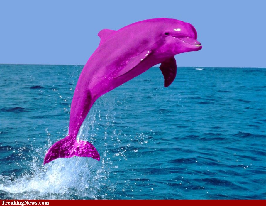 Pink Dolphin Pictures Strange Pics Freaking
