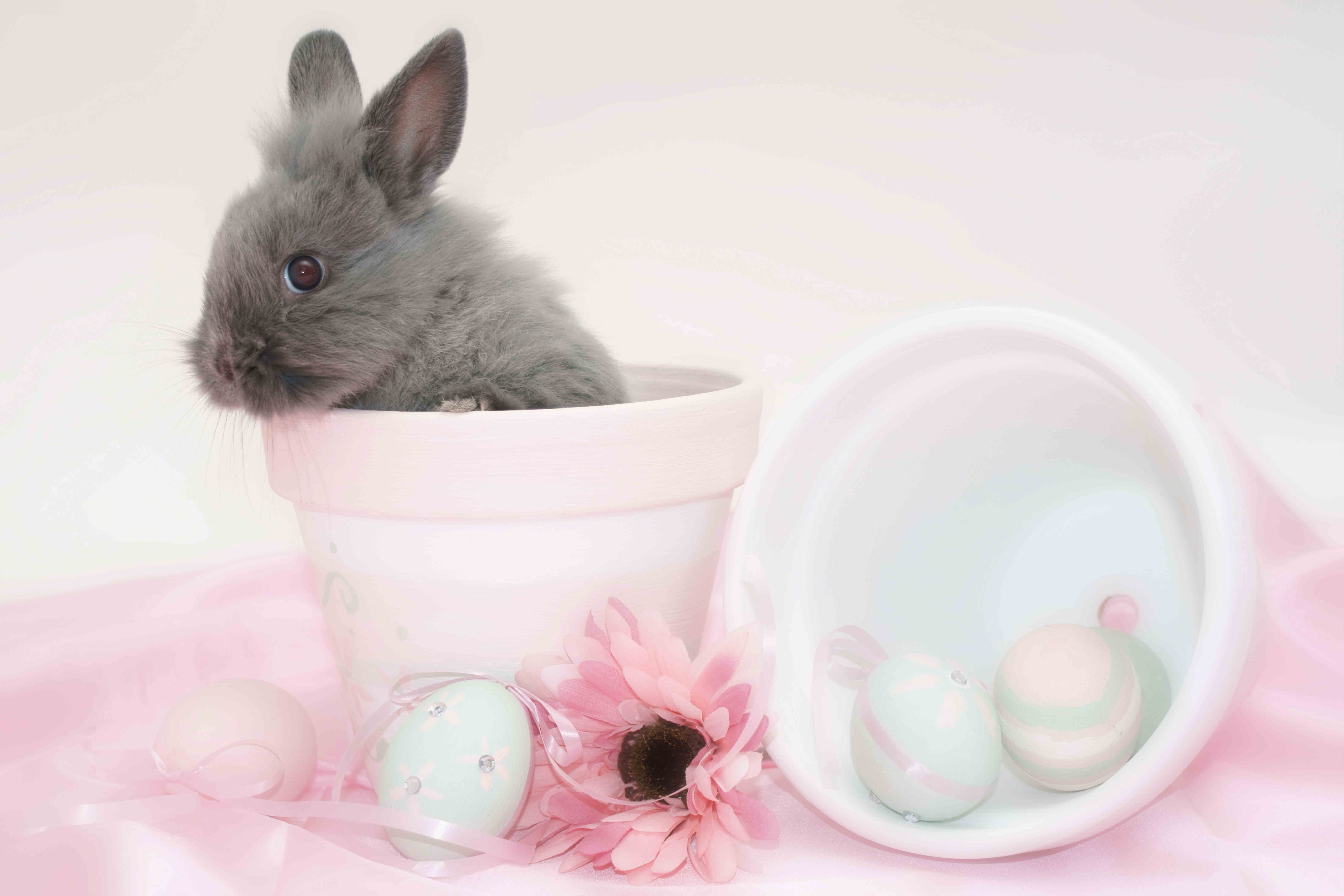 Cute Bunny Pink Background Gallery Yopriceville   High Quality