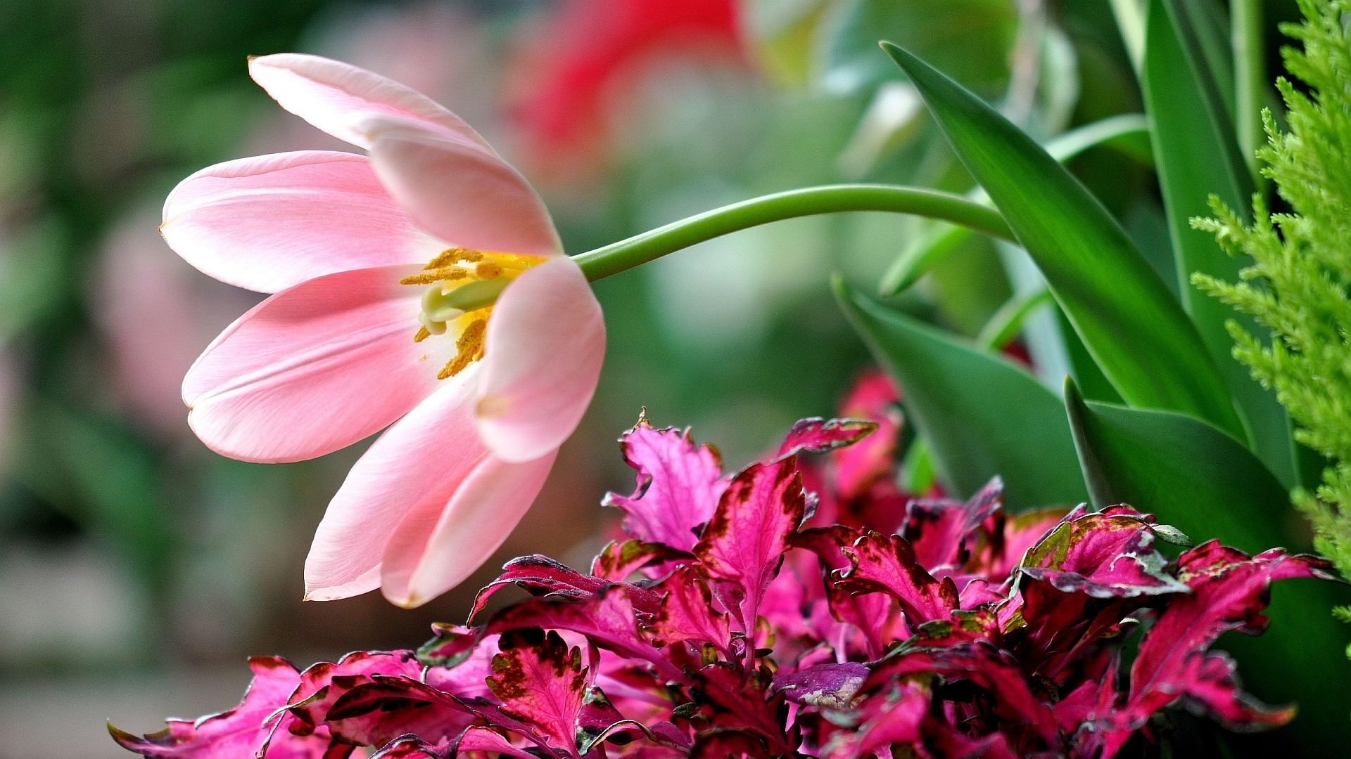 A close-up of a light pink tulip with yellow center, bending gracefully towards a cluster of vibrant pink and green coleus plants. The background hints at other flowers in a soft bokeh effect