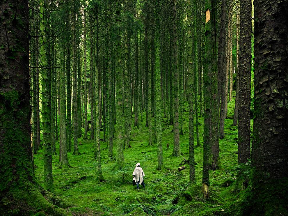 Forest Picture Scotland Wallpaper National Geographic Photo Of