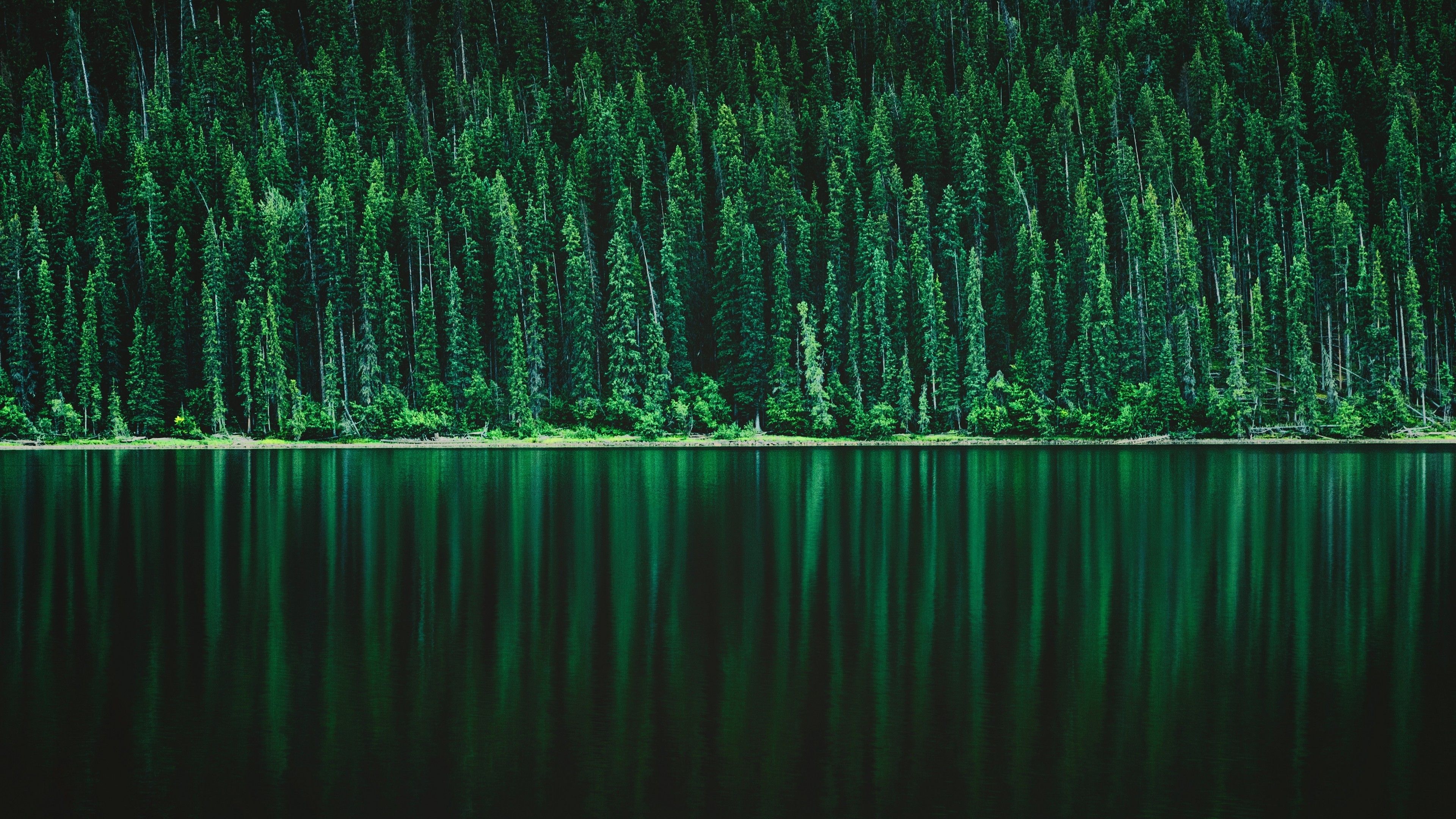 Pine Forest Wallpaper