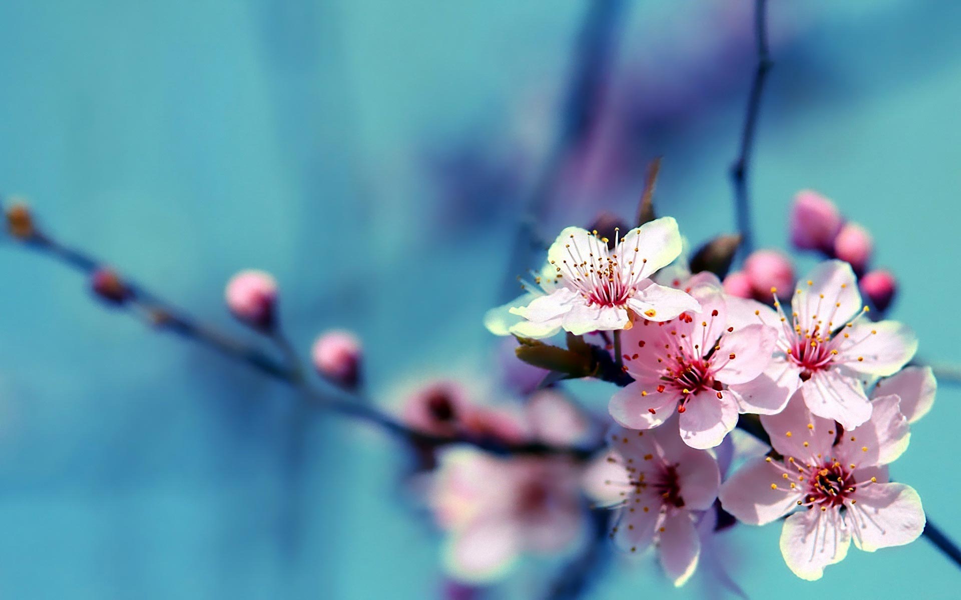 Cherry Flower Full HD Desktop Wallpaper 1080p