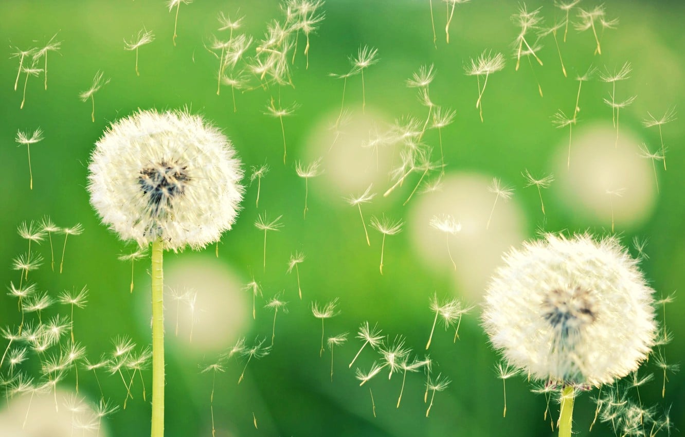 Wallpaper Macro Flowers Nature Green Background Dandelion