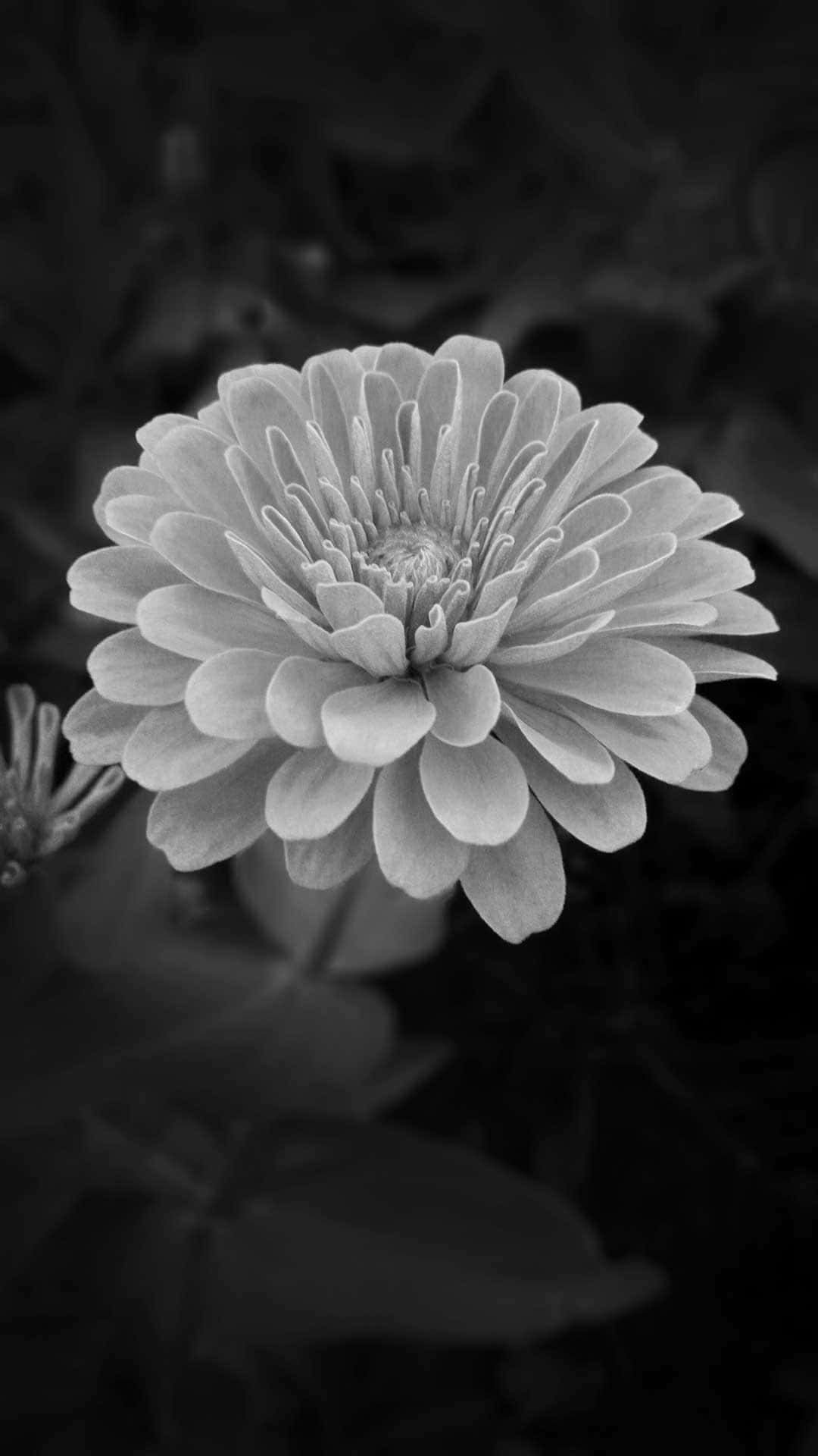 White Flower Wallpaper
