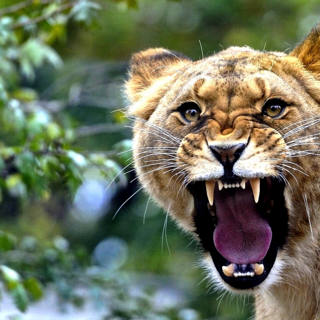 Lioness Roaring HD Wallpaper