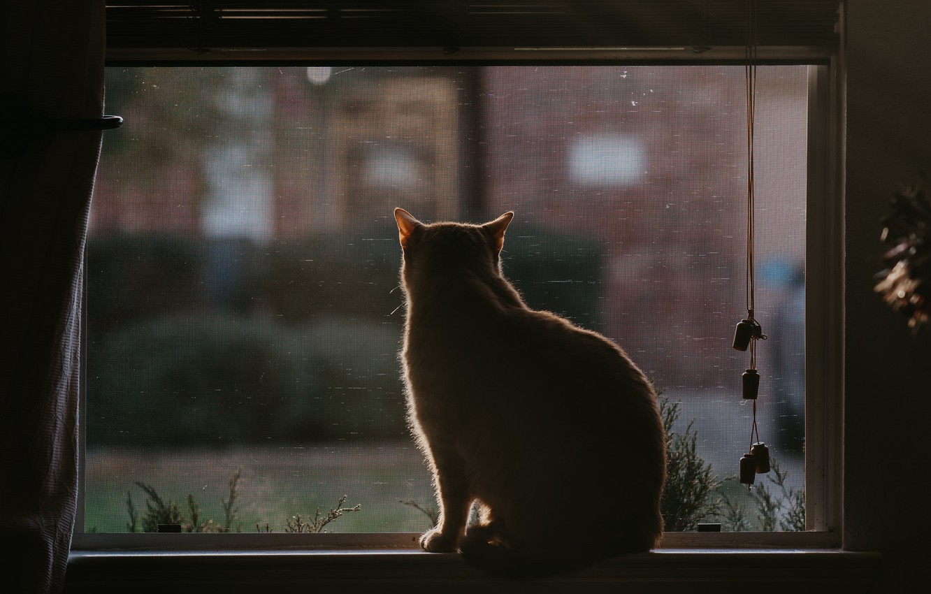 Wallpaper Cat Back Window Sill Sitting Blinds Image For