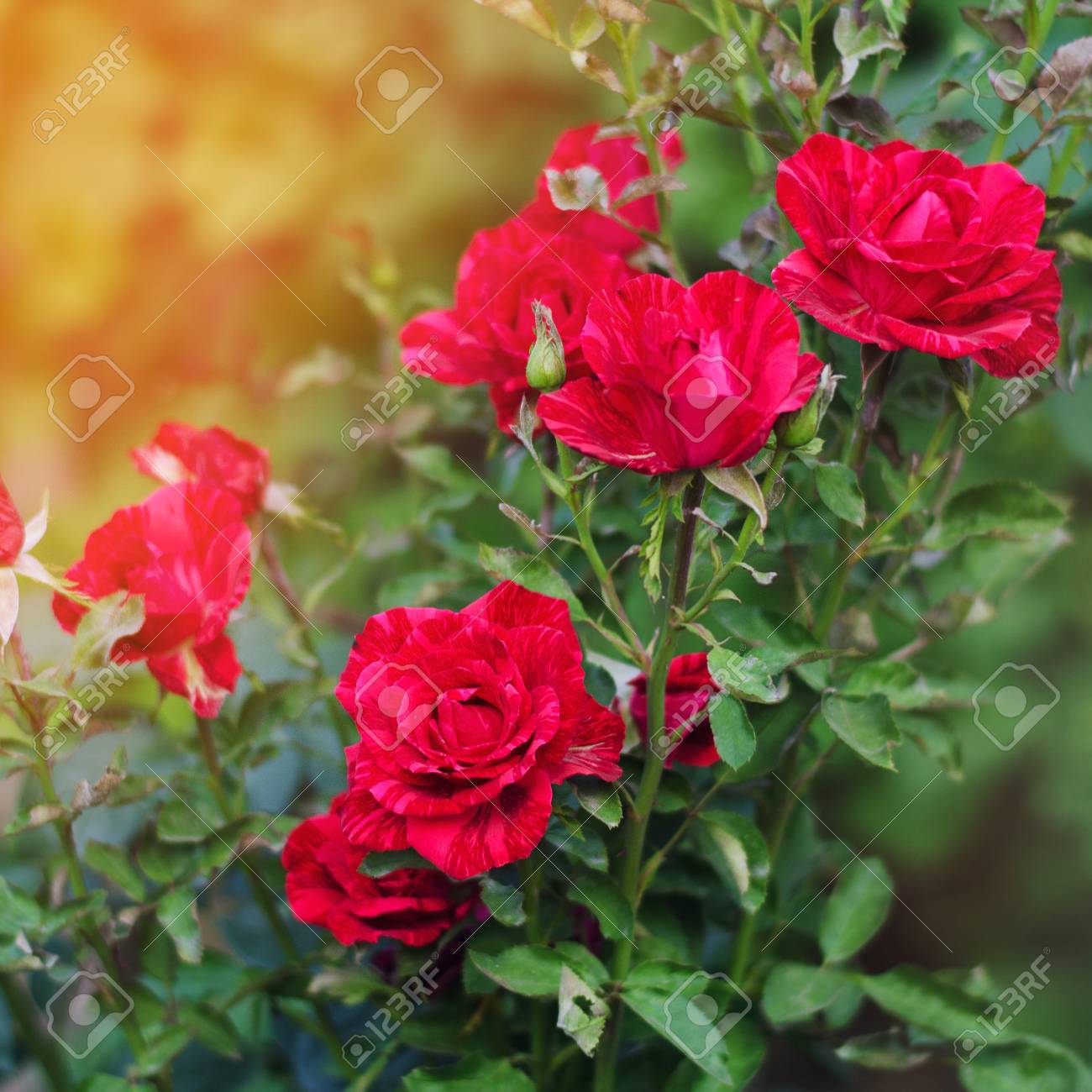 Beautiful Red Roses In The Garden Nature Wallpaper Flowers