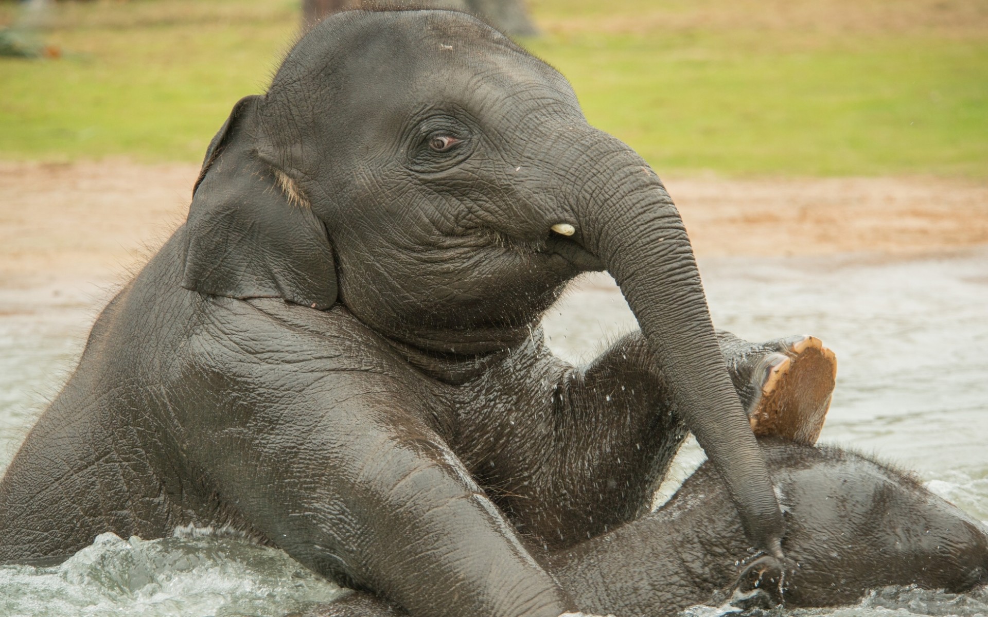 Elephant Bathing In The Water Wallpaper And Image