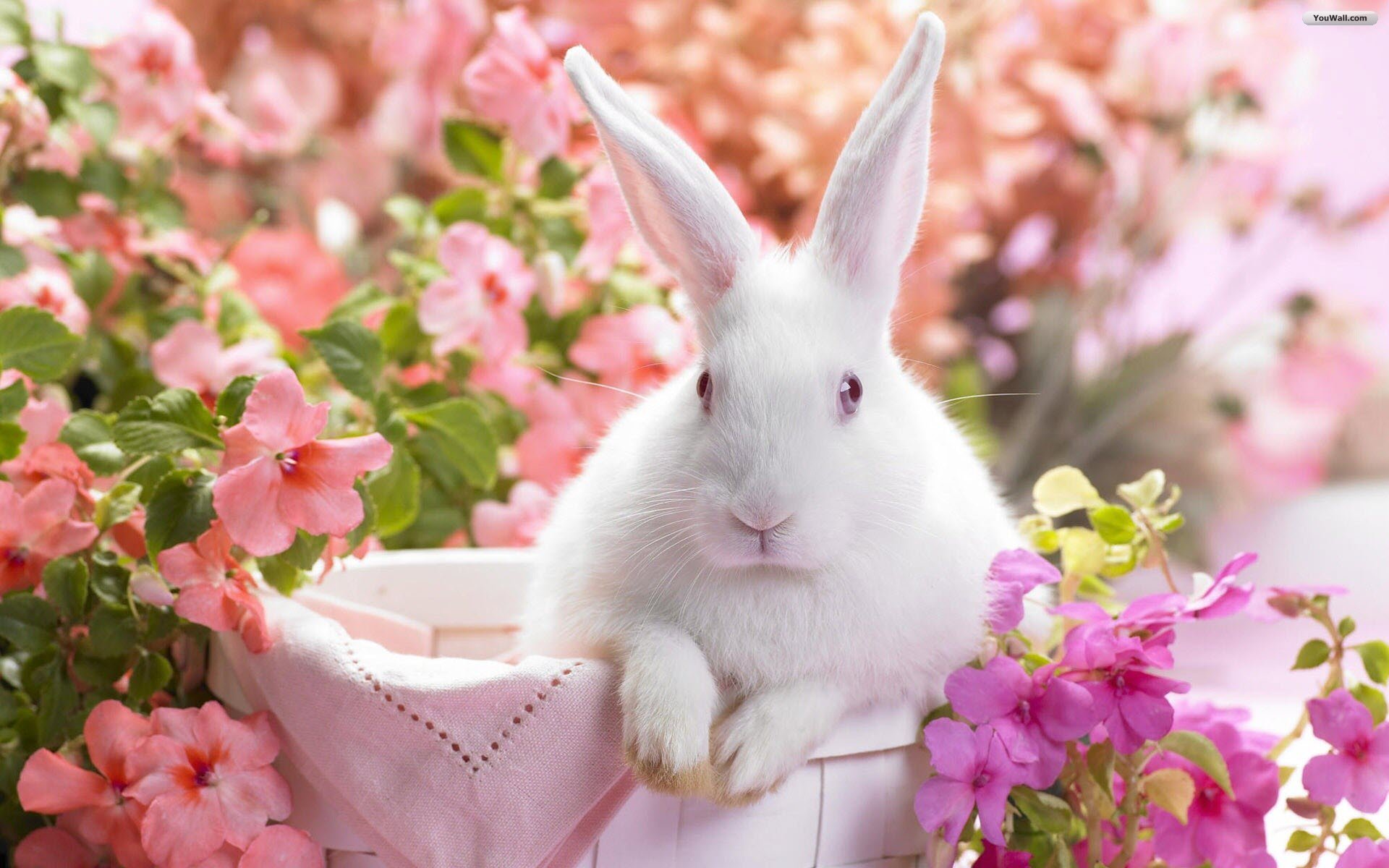 Youwall Easter Bunny Wallpaper