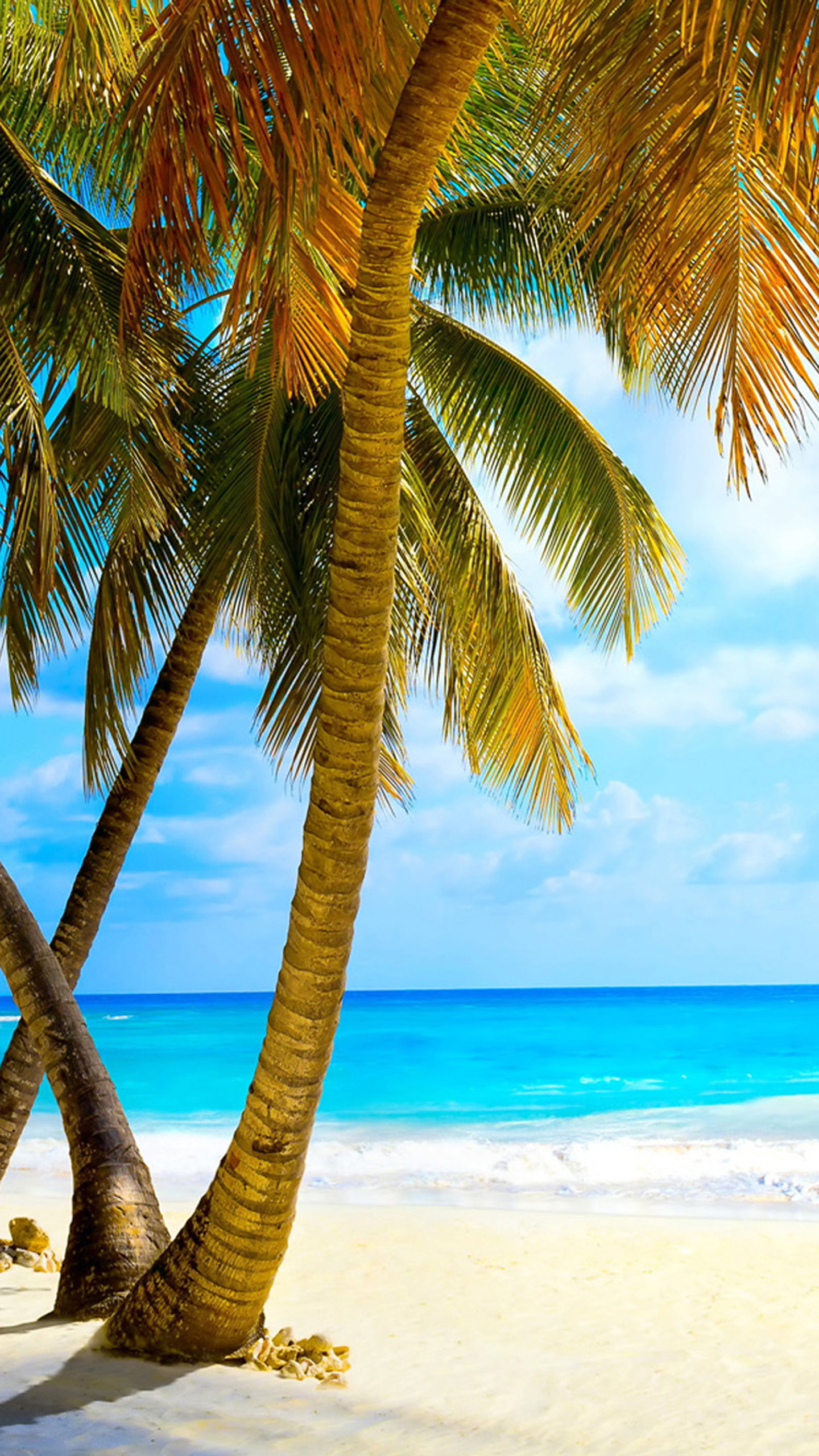 Beach Palm Trees Wallpaper