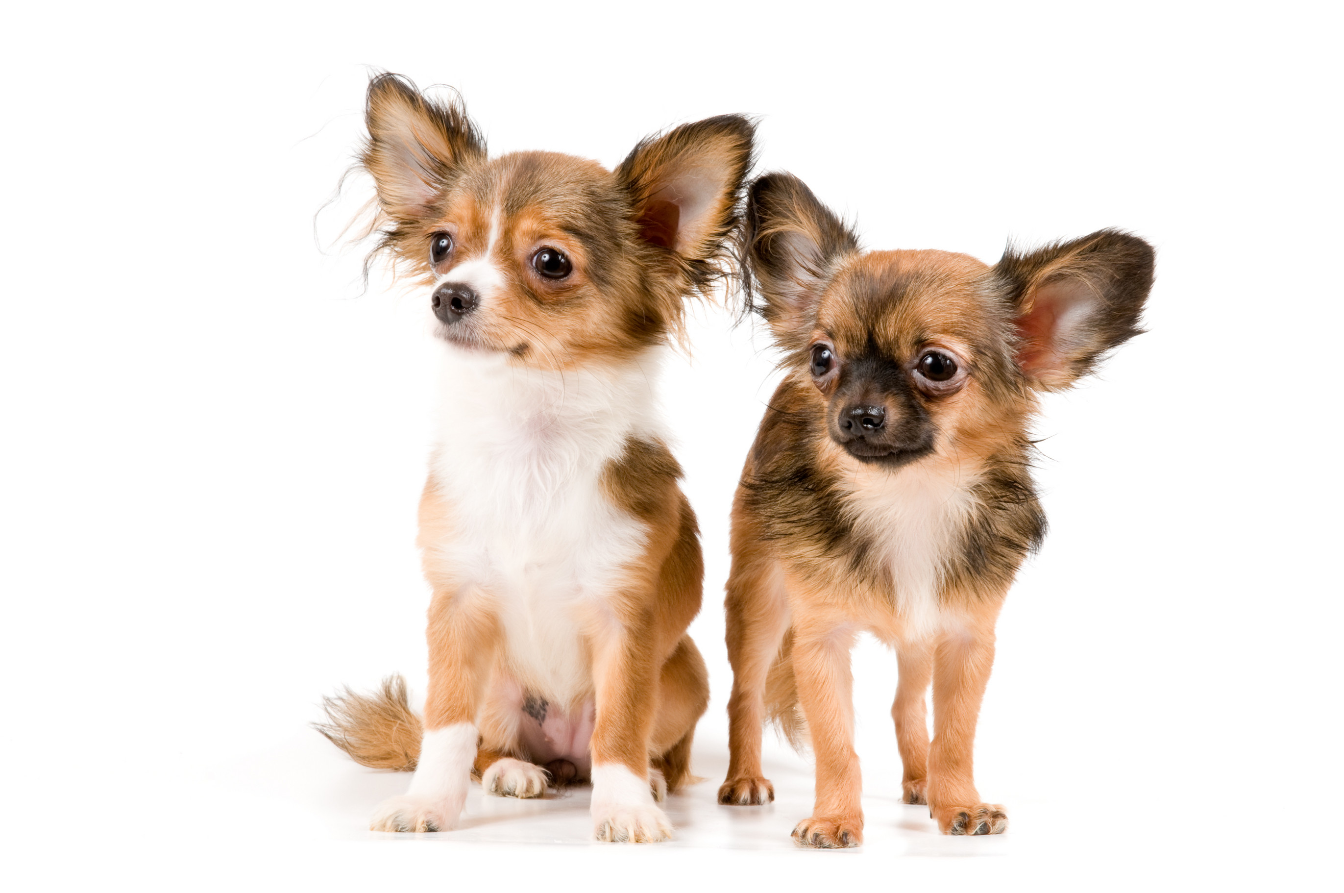 Chihuahua Wallpaper For Desktop