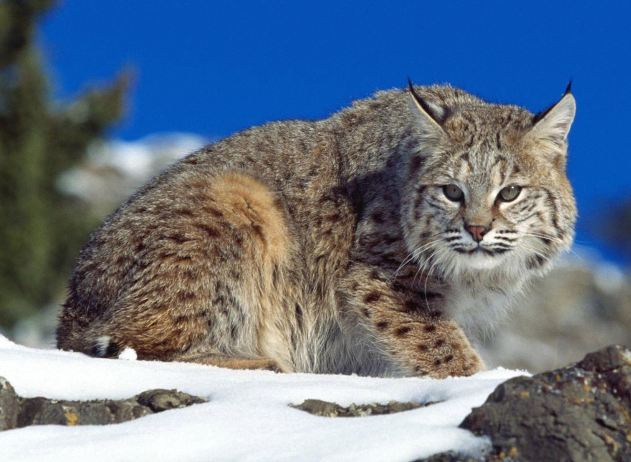 Lynx Wild Cat Wallpaper S