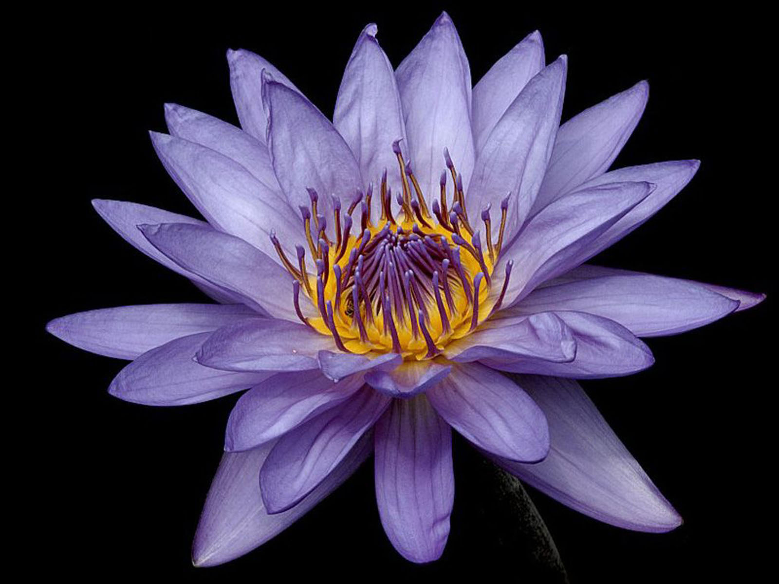 wallpapers Water lily flowers wallpapers