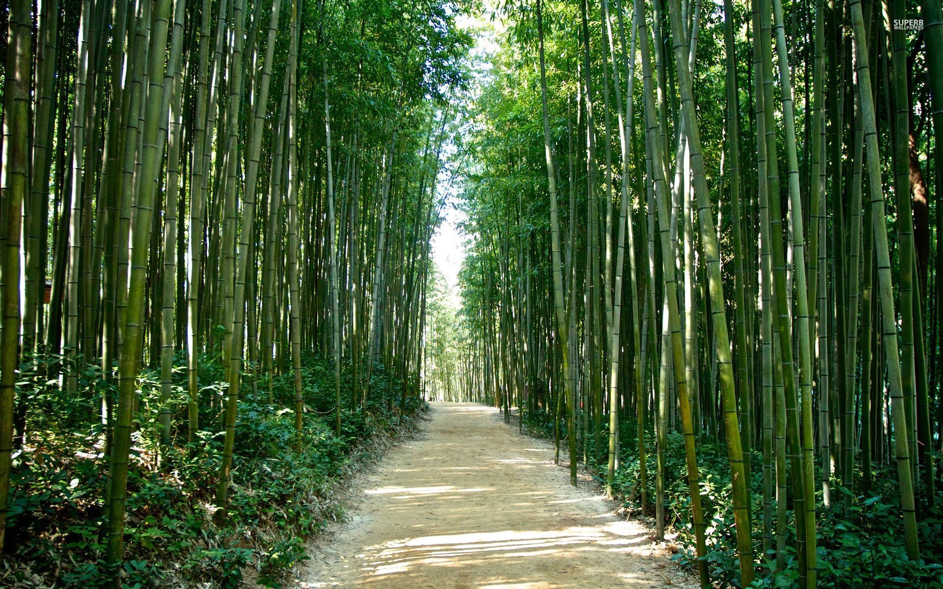 Bamboo Forest Korea Japan Wallpaper Stock