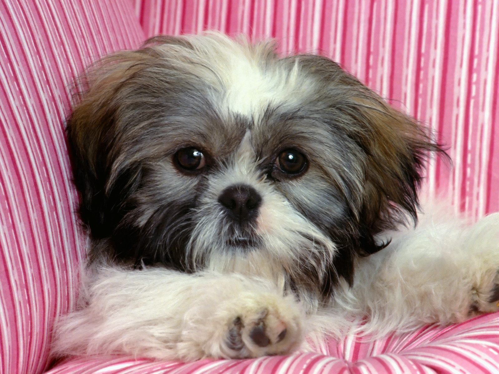 Rascal Shih Tzu Wallpaper Photos Pictures And Background