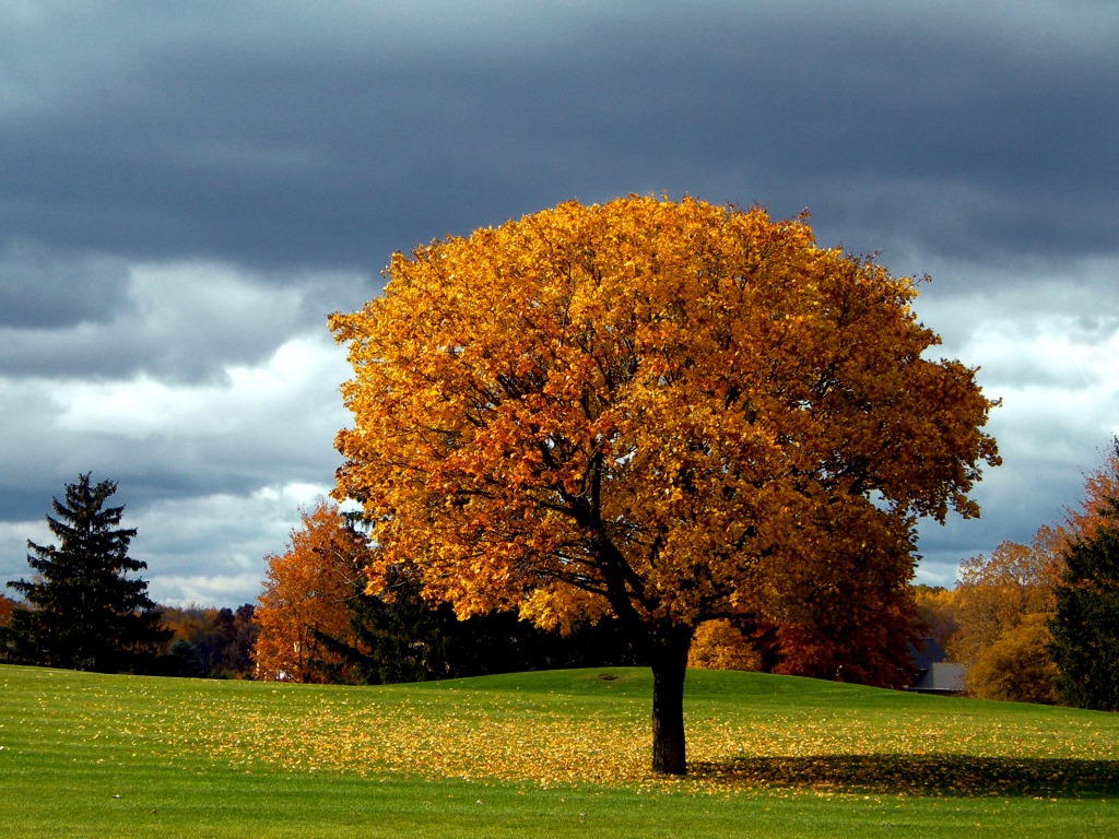 Beautiful Autumn Tree One HD Wallpaper Pictures