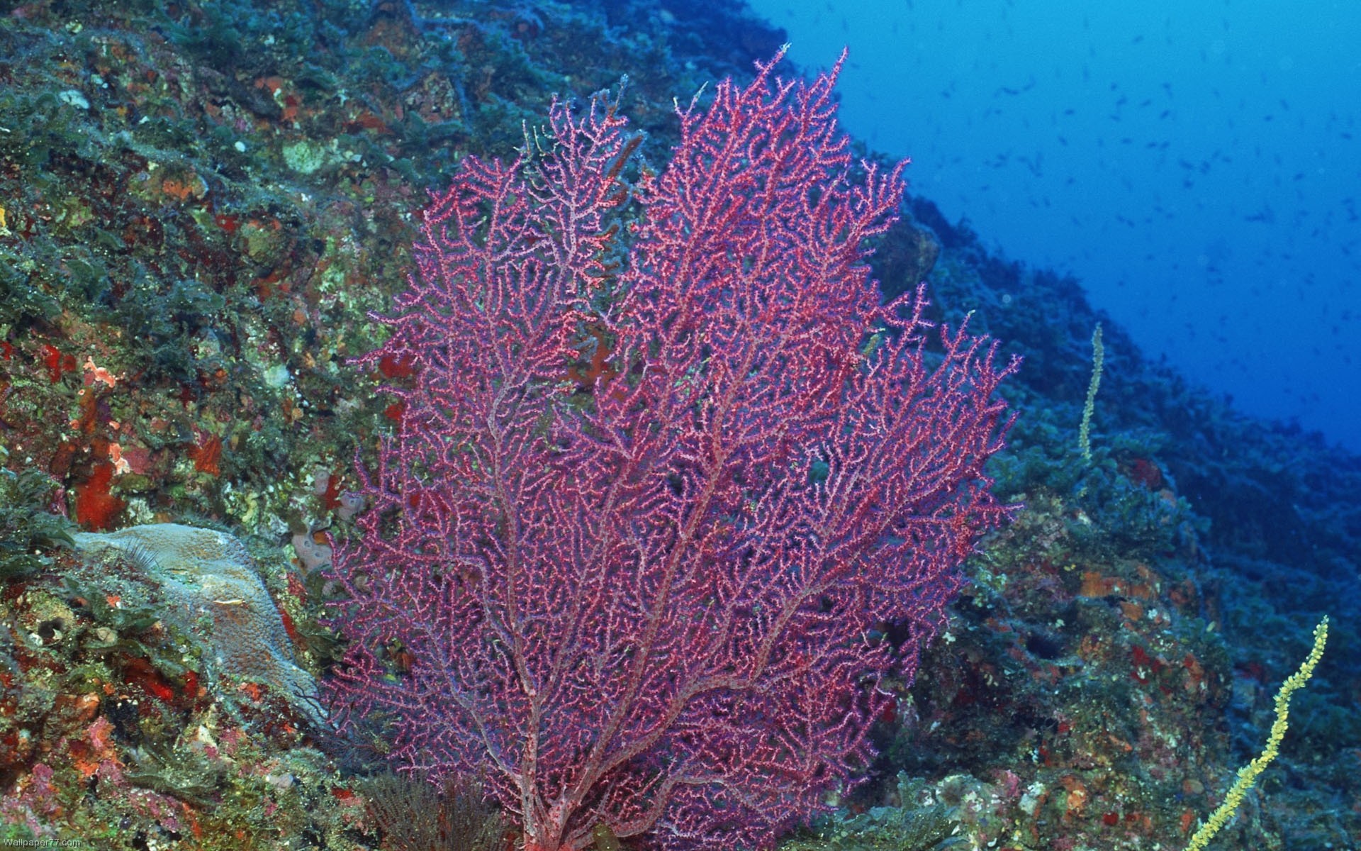Purple Coral Underwater Sea Ocean Water Wallpaper Jpg