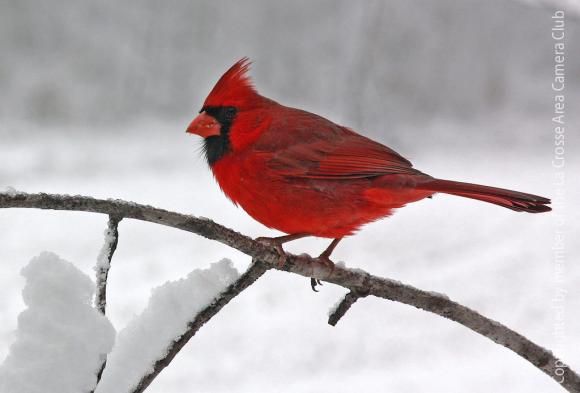 Cardinal in Snow La Crosse Area Camera Club 580x393