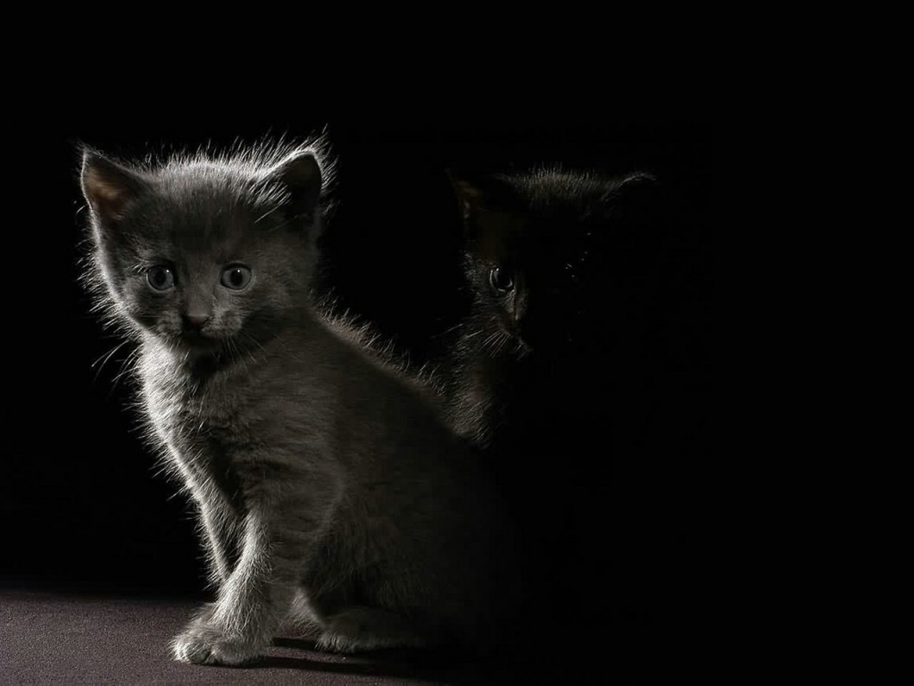 Kittens In The Dark Desktop Pc And Mac Wallpaper